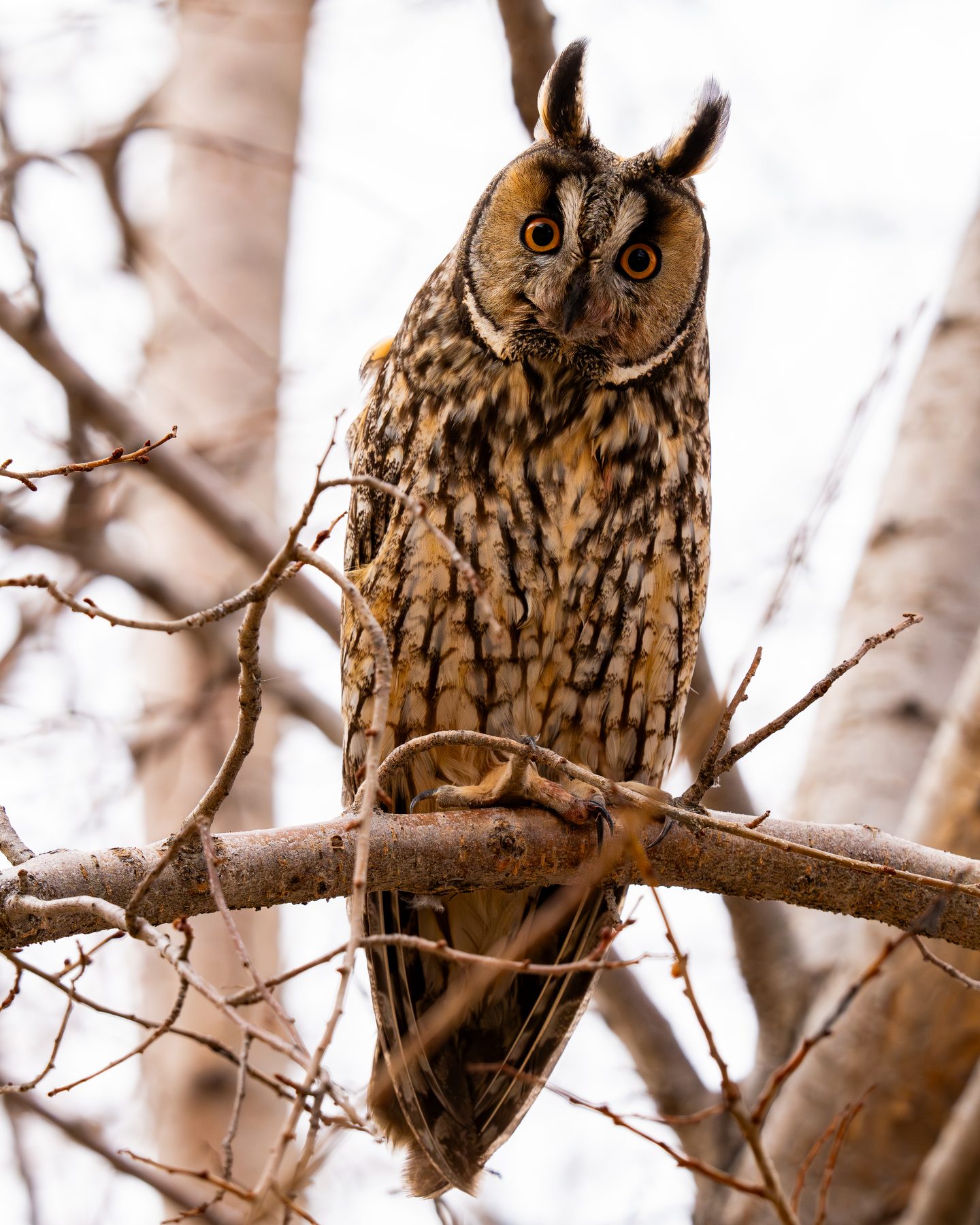 Long-eared owl perched among bare winter branches