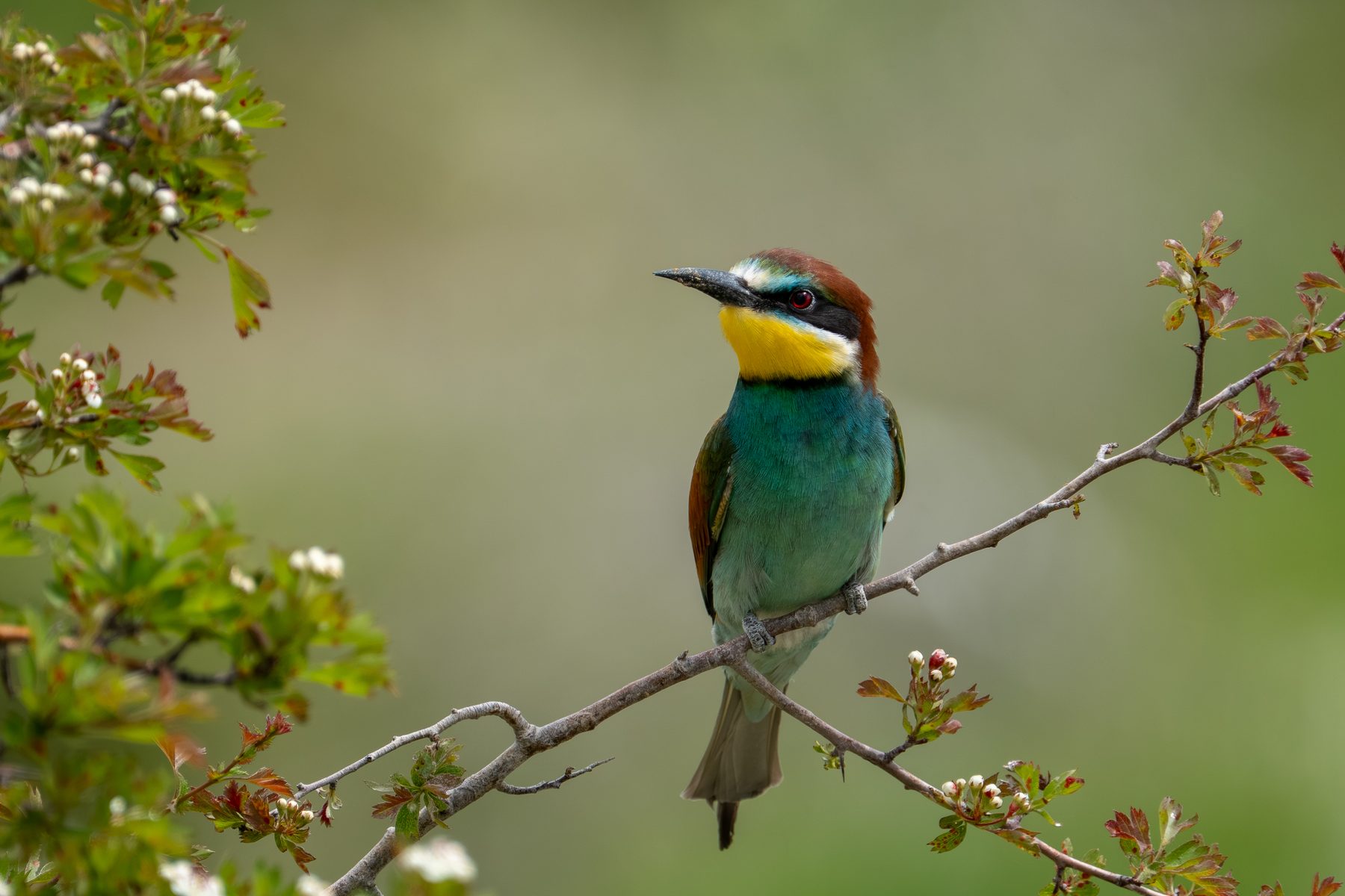European bee-eater perched on a flowering hawthorn branch