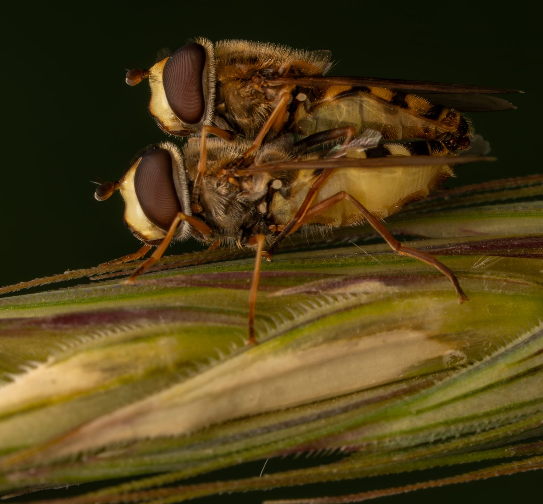 Pair of hoverflies on a grass seed head
