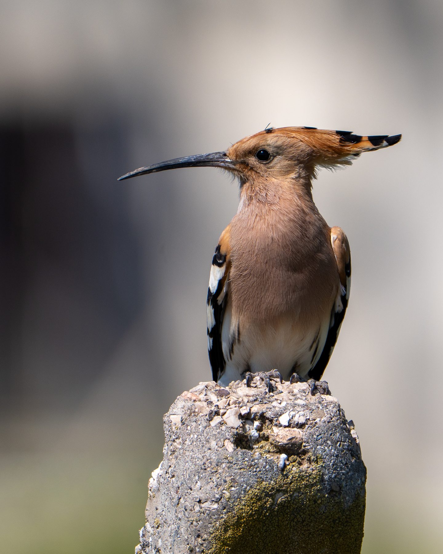 Eurasian hoopoe with raised crest on a post