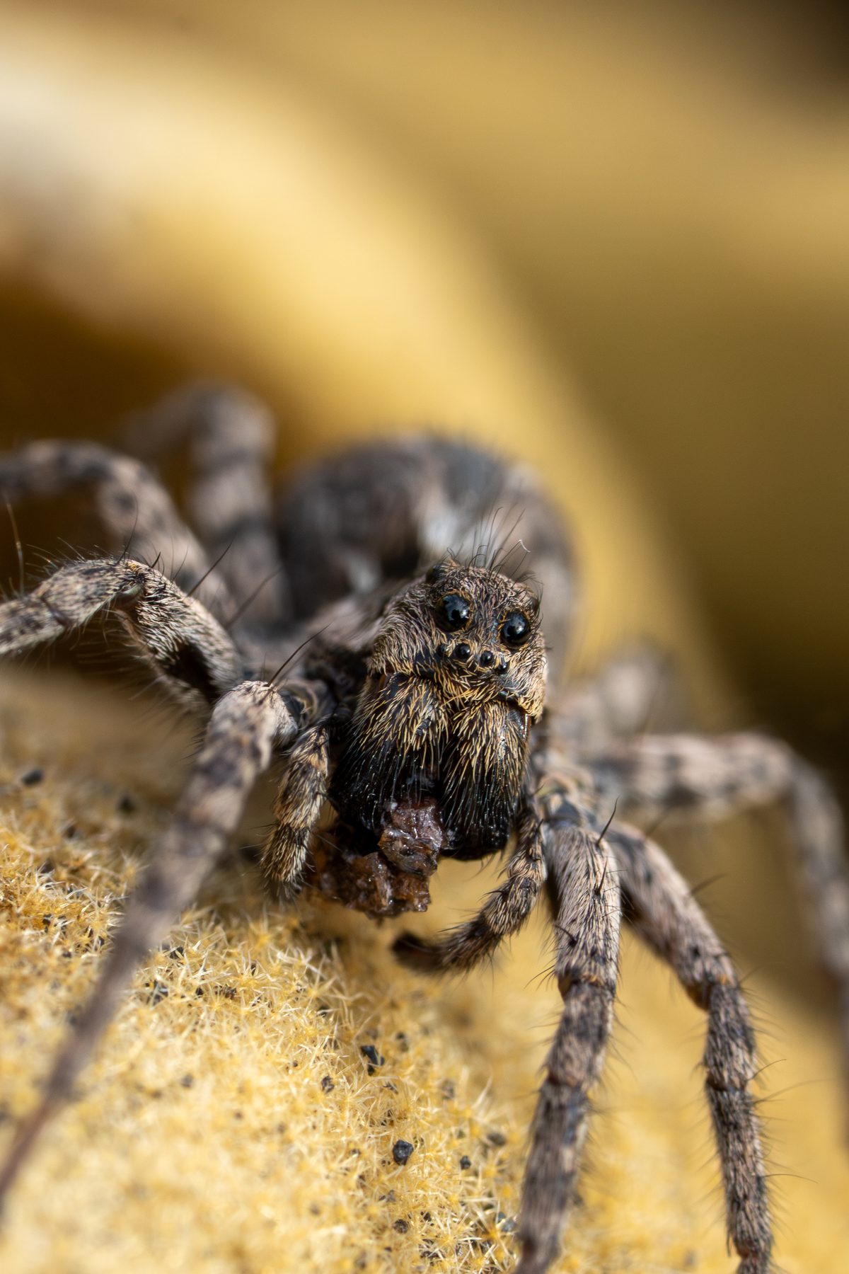 Wolf spider on a dry leaf, facing the camera