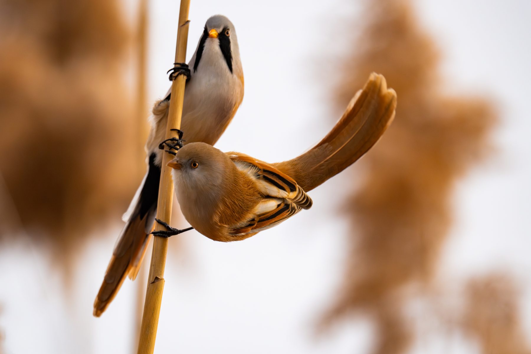 Pair of bearded reedlings clinging to a reed stem
